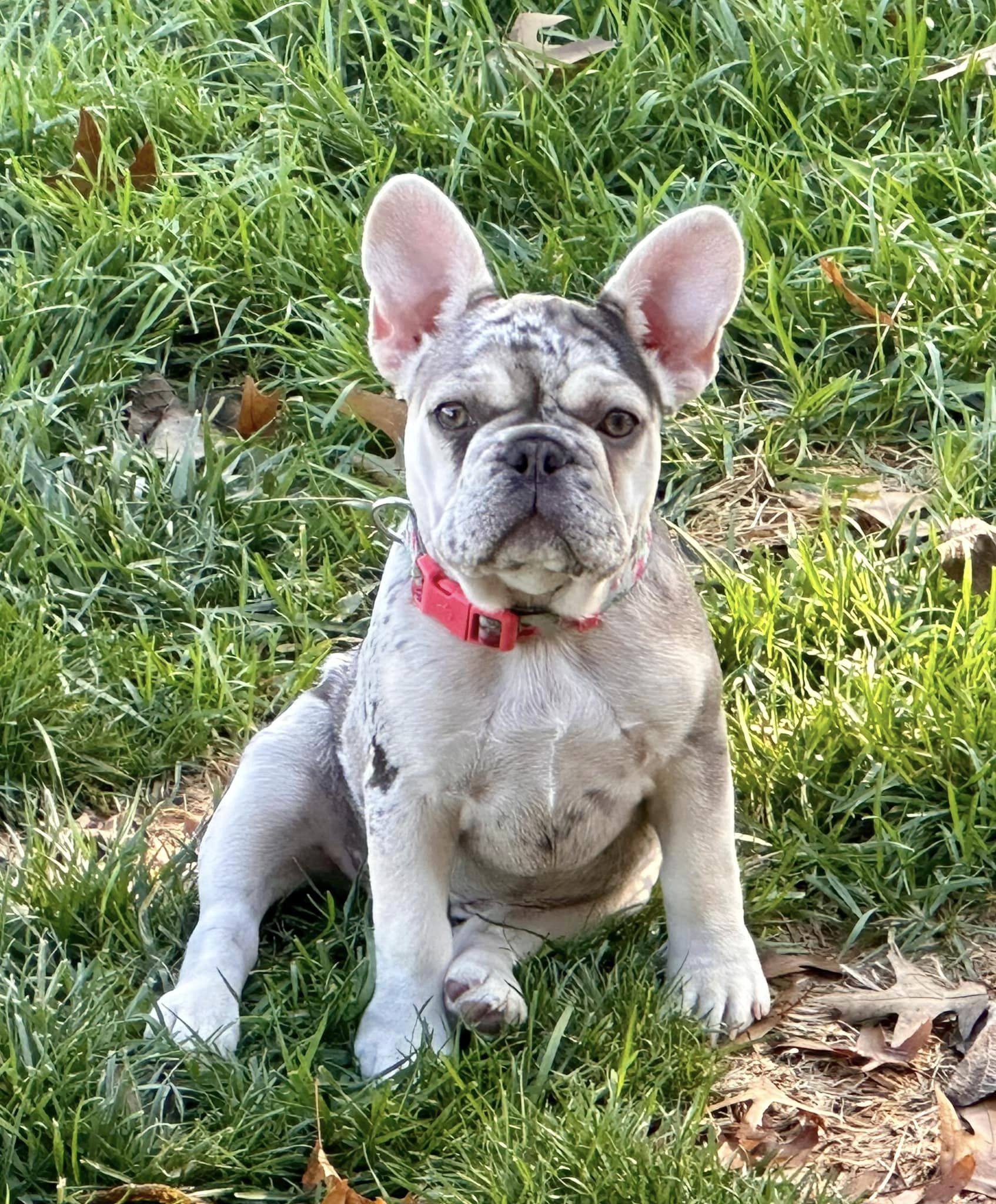 Best french hot sale bulldog breeders